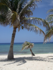 Beach and Palm Tree